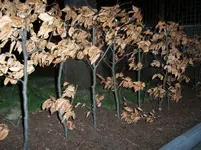 Blutbuche I.webp