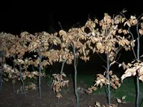 Blutbuche II.webp