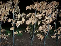Blutbuche III.webp