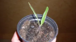Blueberry big1_12.webp