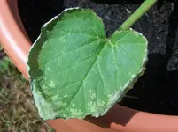 Zucchiniblatt.webp