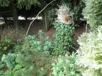 IMG_7271Efeu.webp