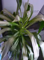 Drehen von P1030116.webp