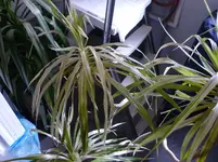 P1030113.webp