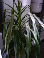 Drehen von P1030117.webp