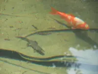 DSCF2666.webp