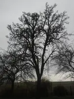 SAM_0395.webp