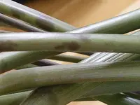 IMGP0235.webp