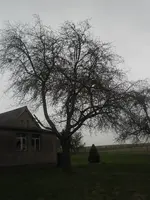 SAM_0396.webp