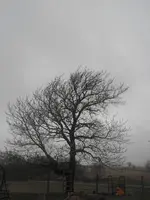 SAM_0397.webp
