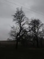 SAM_0398.webp