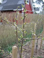 2012 keine Pfirsichblüte IMG_1573.webp