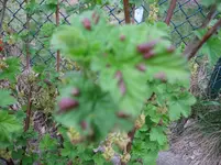 2012 braune Flecken auf Johannisbeerblätter IMG_1575.webp