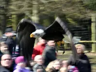 44.webp