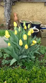 2012-04-06 die Lieblingsblume in Lieblingsfarbe.webp