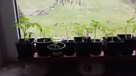 Tomaten Feb1_12.webp