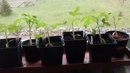 TomatenFeb2_12.webp
