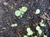 steinkraut 003.webp