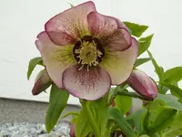 P1020206.webp