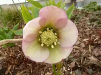 P1020207.webp