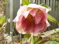 P1020211.webp