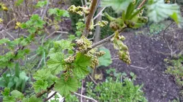 K800_12.April2012 008.webp