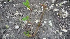 K800_12.April2012 012.webp