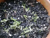 12042012200.webp