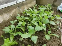 CIMG2708.webp