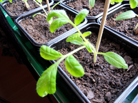 tomate_zoom.webp tomate_zoom.webp