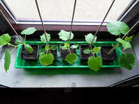 gurken.webp gurken.webp