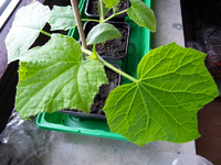 gurke_zoom.webp gurke_zoom.webp