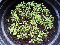 walderdbeeren.webp walderdbeeren.webp