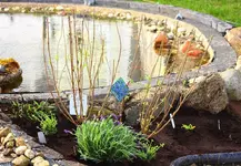 links_Bartblume_Schleifenblume_Herbstaster_Butterflylavendel_sm.webp