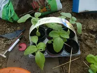 CIMG2705.webp