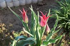 Tulpen 7.webp
