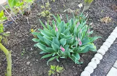 Tulpen 6.webp