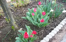 Tulpen 5.webp
