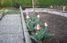 Tulpen 4.webp