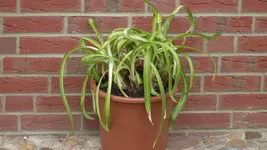 Agapanthus1_12.webp
