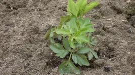 Angelica-gigas1_12.webp