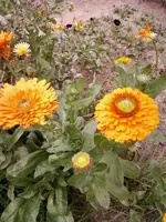 Calendula1_11.webp