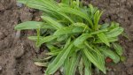 Campanula persicifolia1_12.jpg