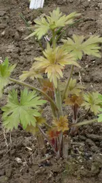 Delphinium_hellblau1_12.webp