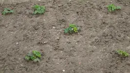 Erdbeeren1_12.webp