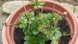 Hydrangea2_12.webp