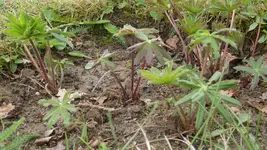 Lupinen1_12.webp
