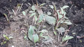 Rudbeckia gelb1_12.webp