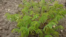Sanguisorba officinalis1_12.webp