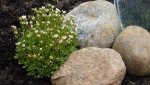 Saxifraxa3_12.jpg